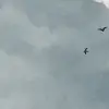 Sky of Clouds, Blue Birds