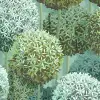 Elysian Flowers, Green