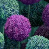 Elysian Flowers, Lilac