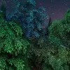 Gaming Woods, Night
