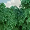 Gaming Woods, Summer