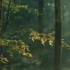 Sunrise Forest, Dawn
