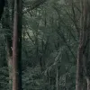 Whispering Woods, Dark Green
