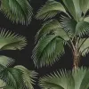 Tropical Rhythm, Black