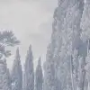 Tall Grove, Blue