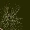 Pine Cones, Dark Green