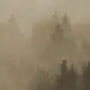 Cloudy Forest, Brown