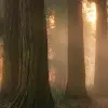 Misty Morning, Soft