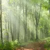 Summer Woods, Day