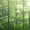 Serene Forest, Green