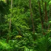 Tropical Landscape, Green