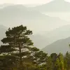 Pine Top, Day