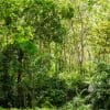 Summer Forest, Green