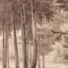 Lovers Forest, Burgundy