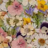 Floral Meadow, Multi