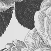 Bold Roses, Black & White