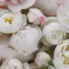 Bouquet of Buttercups, Pink