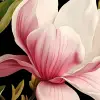 Magnolia Blossoms, Pink