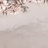 Serene Blossoms, Soft Pink