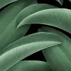 Grand Leaves, Green