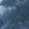 Tranquil Forest, Blue
