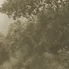 Tranquil Forest, Beige