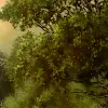 Tranquil Forest, Green