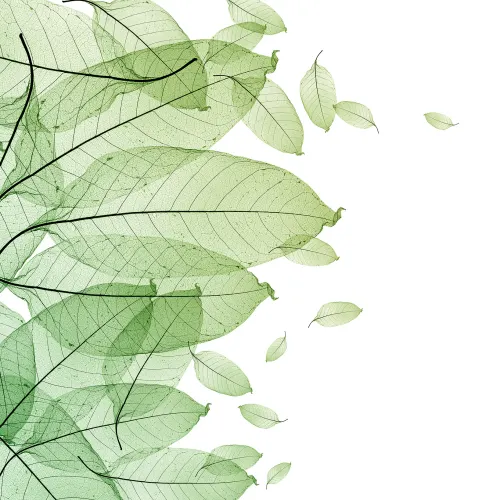 Foliage