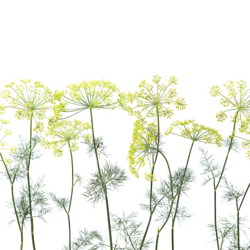 Dill wall mural perfect for a kitchen