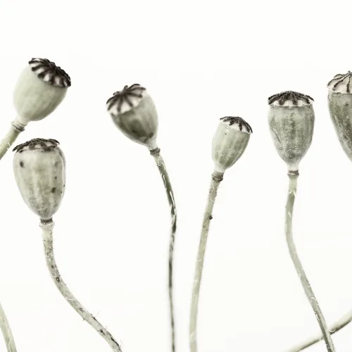 Organic design photo wallpaper