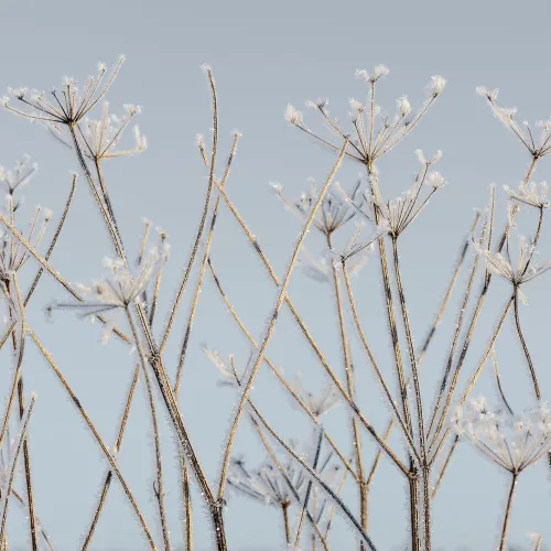 Frost