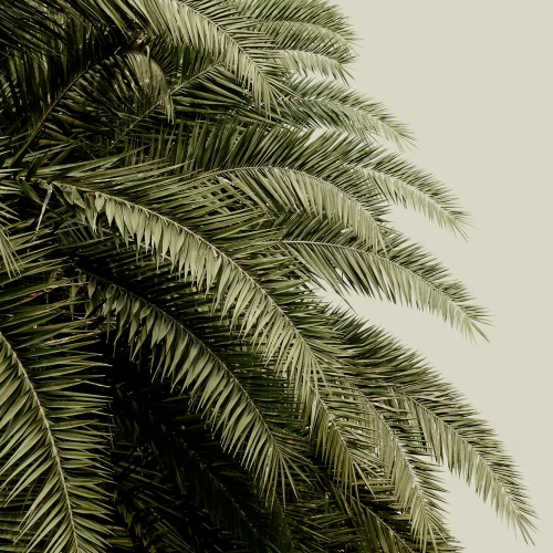 Create a lush green oasis with jungle motif wall mural