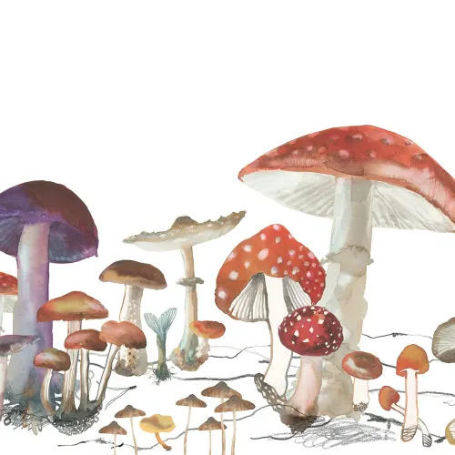 PLAY IN THE SHADE OF MAJESTIC MUSHROOMS