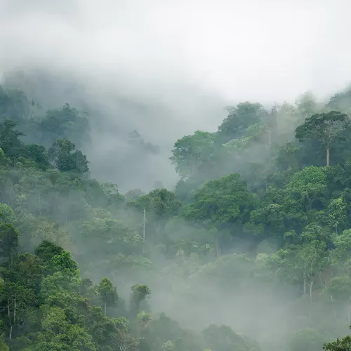 Image Tropical Oasis