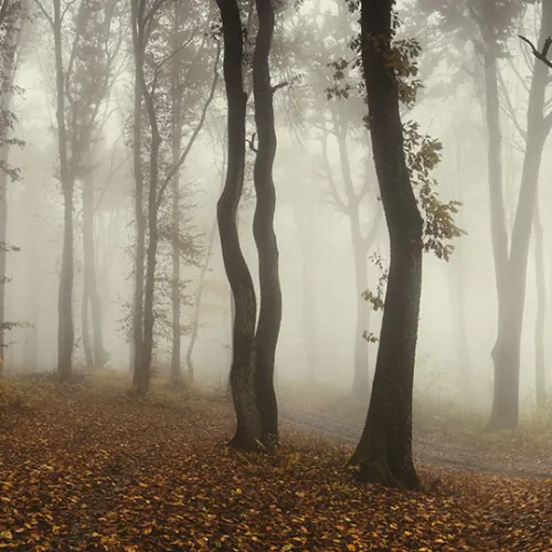 Nel profondo della foresta
