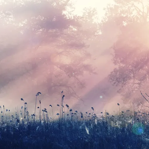 Image Dusty Pink