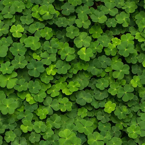 Is there a four-leaf clover to be found?