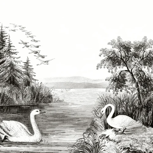 Witte zwanen van het noordelijk halfrond