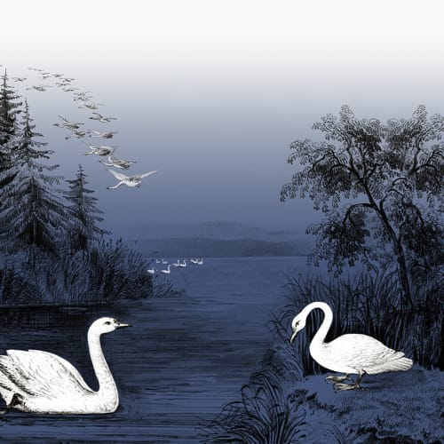 Swans in the midnight blue twilight