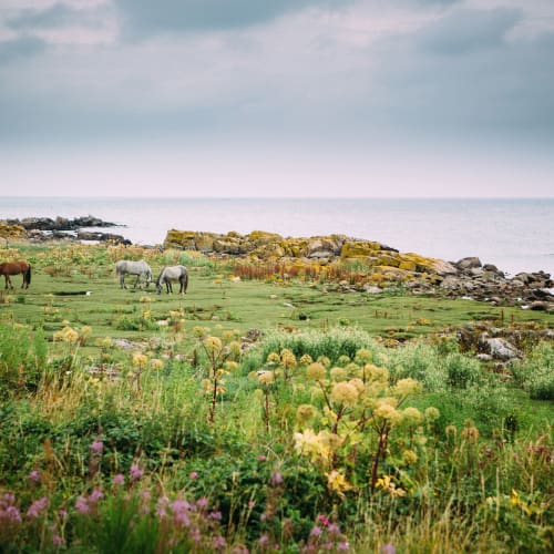 Horses in their right element