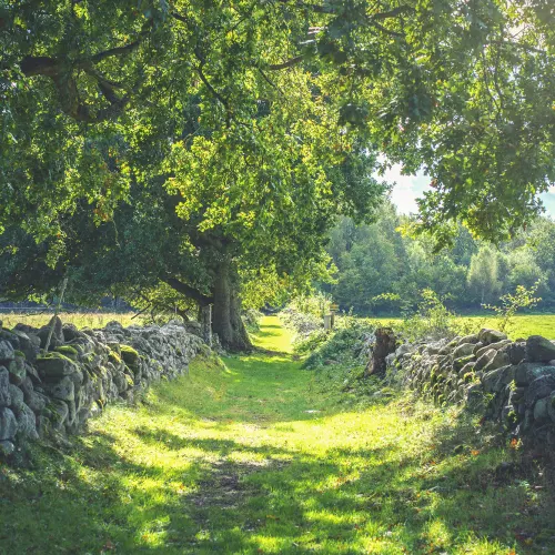 Lush landscape wallpaper