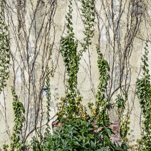 A wallpaper with winding greenery