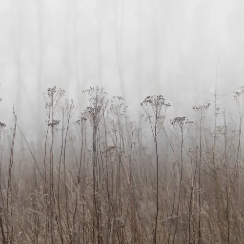 Naturens rå skønhed