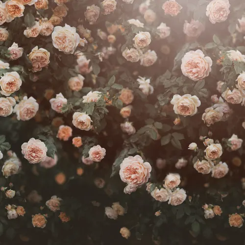 Rose Dreams