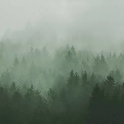 Artistic Forest Photography