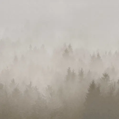 Dichter mystischer Wald