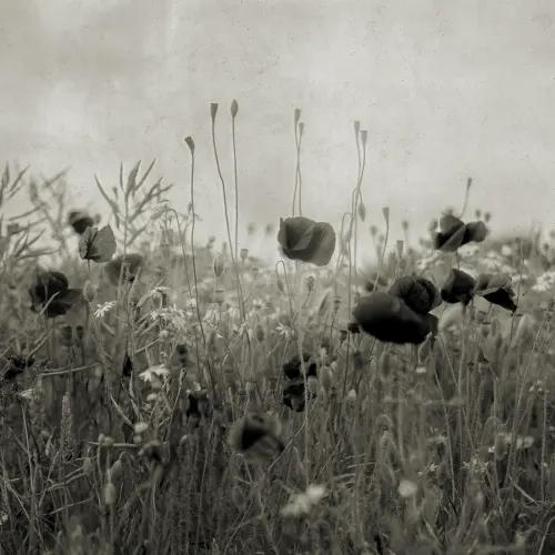 The Flowers of Your Dreams