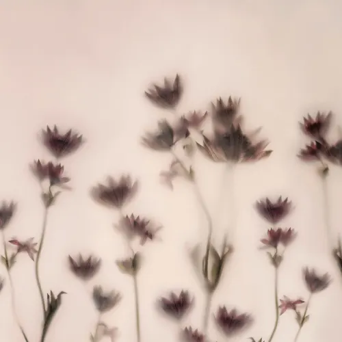 Lagdelt lys og blomst