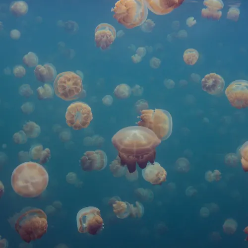 Smack Of Jellyfish
