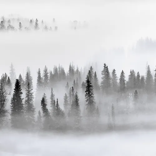 Calm Forest